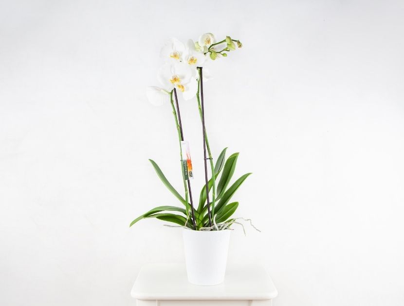 centro de orquídeas blancas