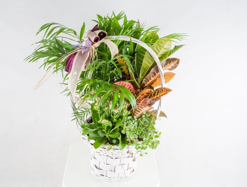 cesta de plantas para regalo