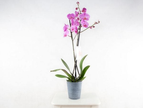 regalar centro de orquídeas