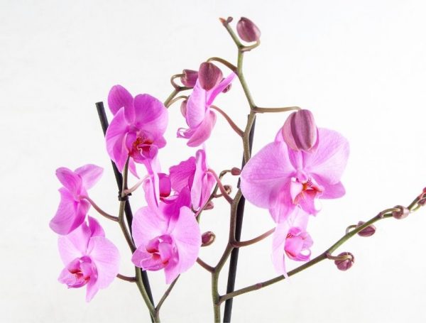 regalar centro de orquídeas